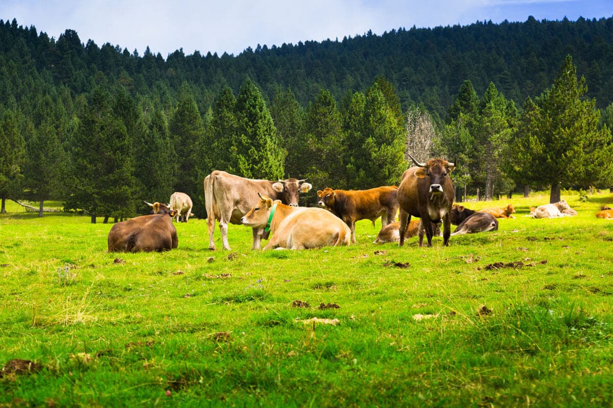 El medio ambiente como punto de partida